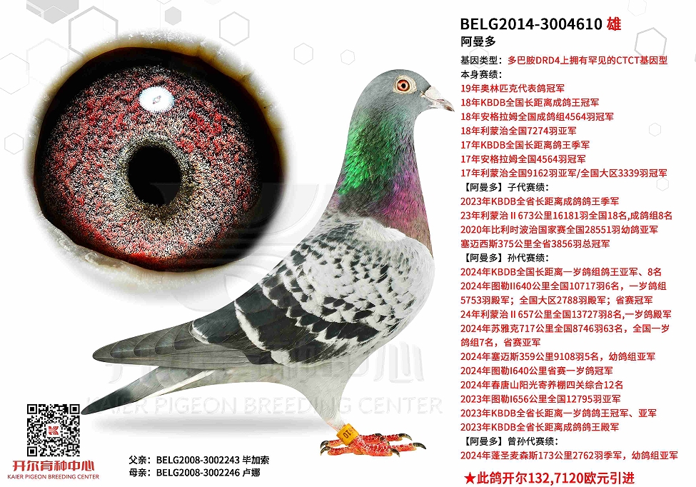 前百进15羽 开尔苏瓦松强势梦幻