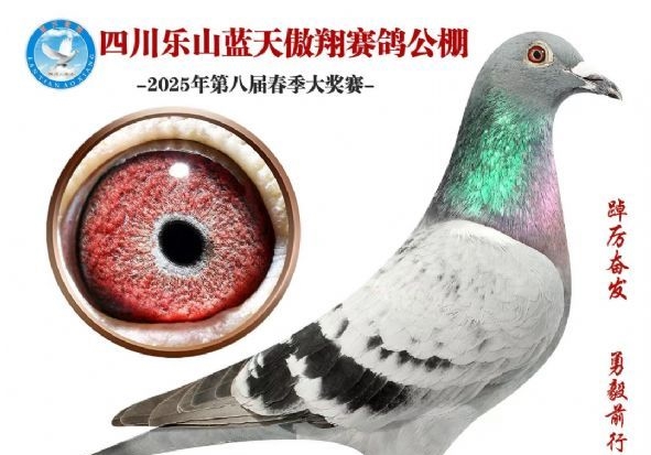 抱病也进奖？2025春赛回顾：经验最宝贵