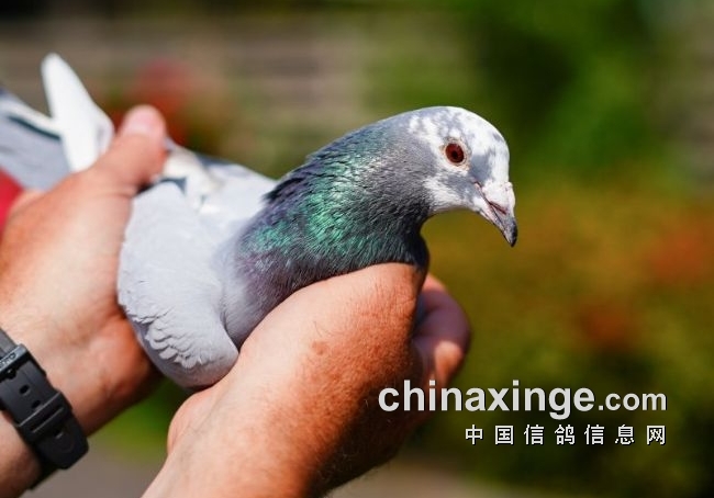 只让幼鸽参赛 注定无法培育出大铭鸽