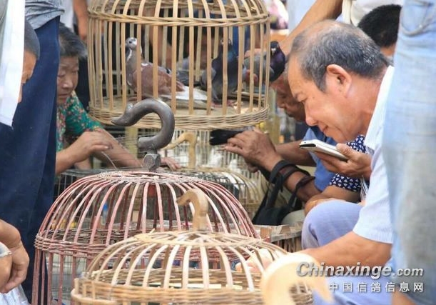 连输几年别灰心 养鸽思路很重要