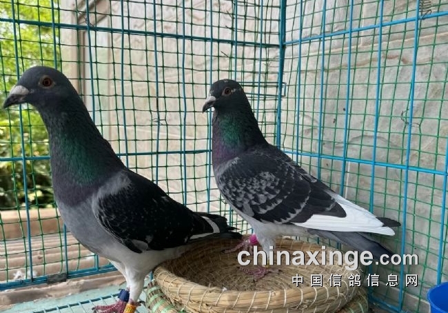 陷入引种误区？不要光看鸽子名气大