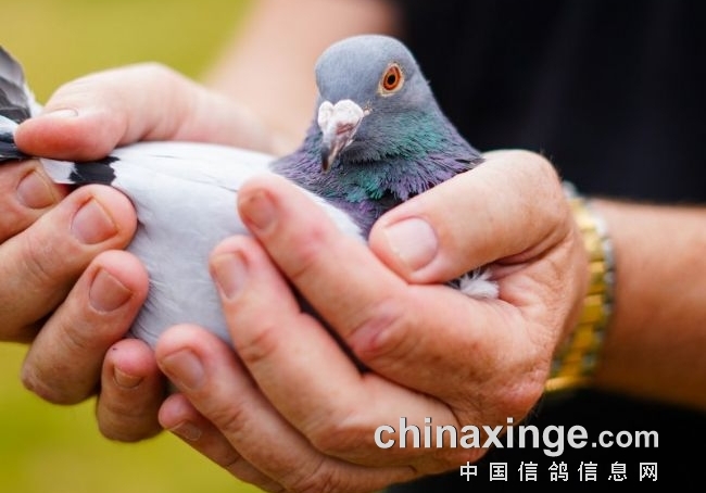 两周连续进榜国家赛三强 普拉图战队飞出超级战雄