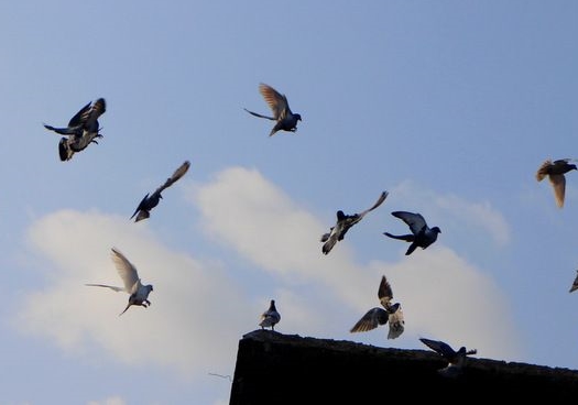 ����Ԥ�� ����һ���ֲ��̾���鳲����