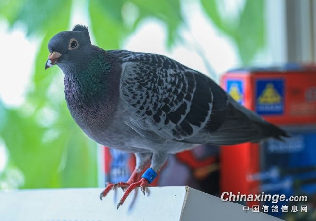 学不会淘汰 养鸽永远玩不转