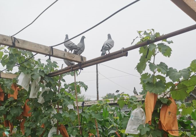 �����ճ� ����������