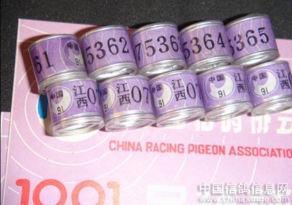 温州市鸽会 秋季幼鸽大奖赛售环超两万