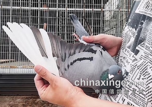 鸽子配对先看眼？比赛、做种大不同