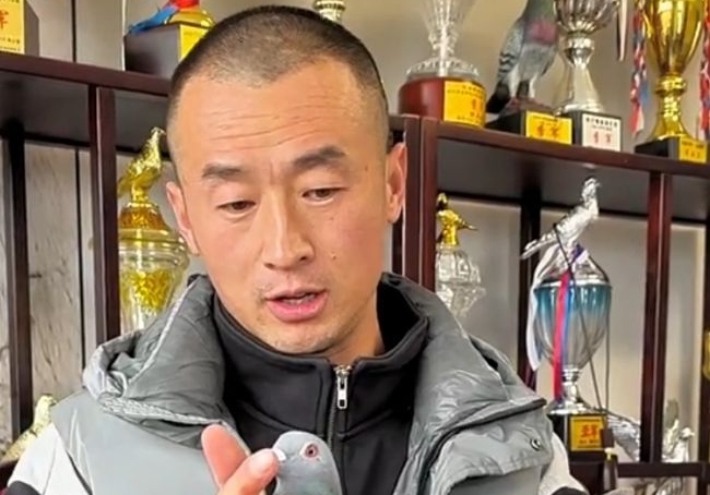 高位鸽舍只是昙花一现？天剑盛辉：奖鸽不能随意出售