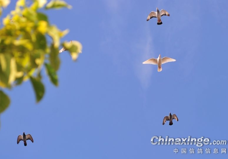 中信网一周鸽事：巴塞罗那各国冠军欣赏