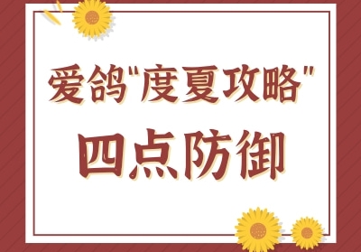 爱鸽“度夏攻略”之四点防御