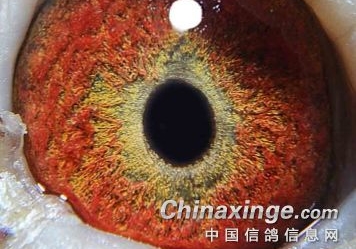 看鸽眼猜血系：7羽赛鸽为同一品系？