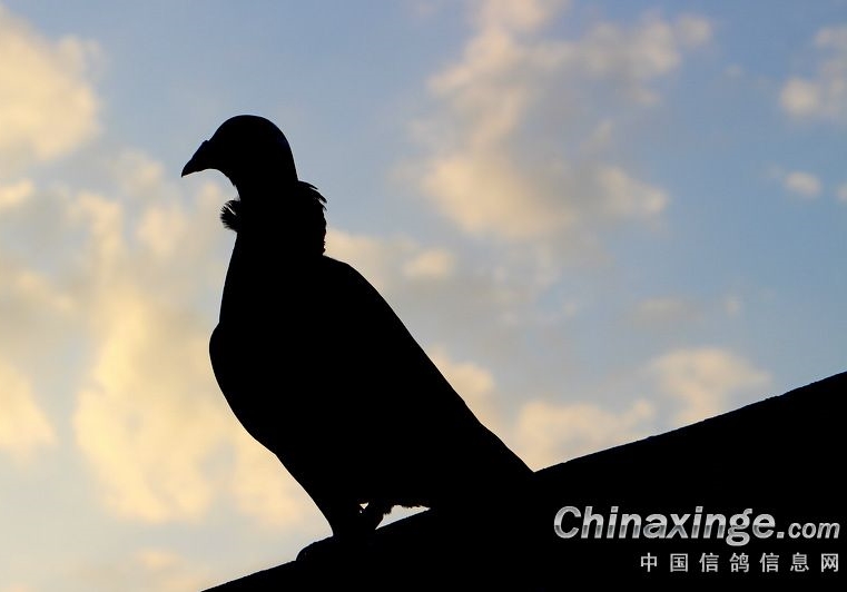 吴淞“去而复返” 备战明年郑州远程