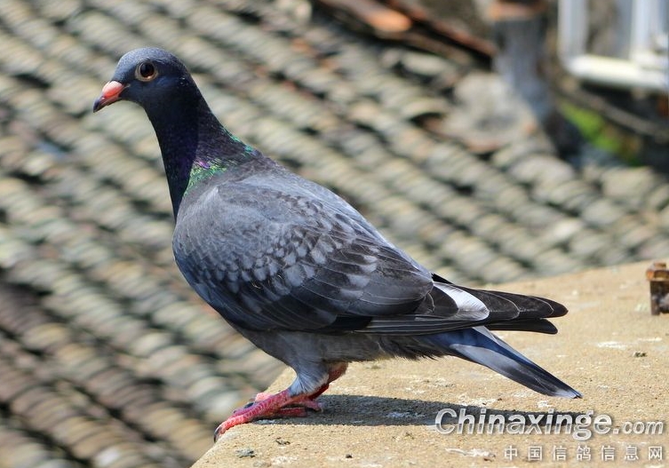 ��������ϸ����֪�� �����ܹؼ�