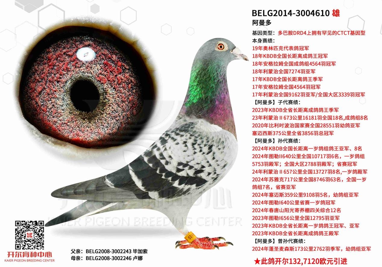 开尔爆燃韦尔万 阿曼多新金姆前三进二
