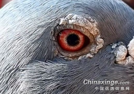 好种鸽必然有双好眼？