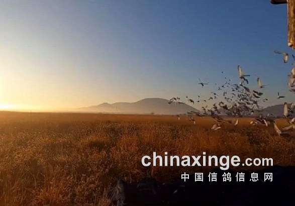 起站近万羽 福建台江鸽会决赛站火热开启