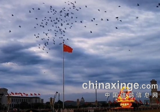 ʯ��ɽ9�������ʸ� ��ӭӻԾ����