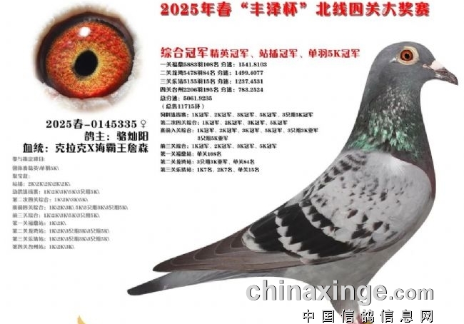 艰难赛事真英雄 丰泽杯四关鸽王风采