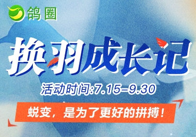 盛夏换羽正当时 来鸽圈记录爱鸽的蜕变之旅！