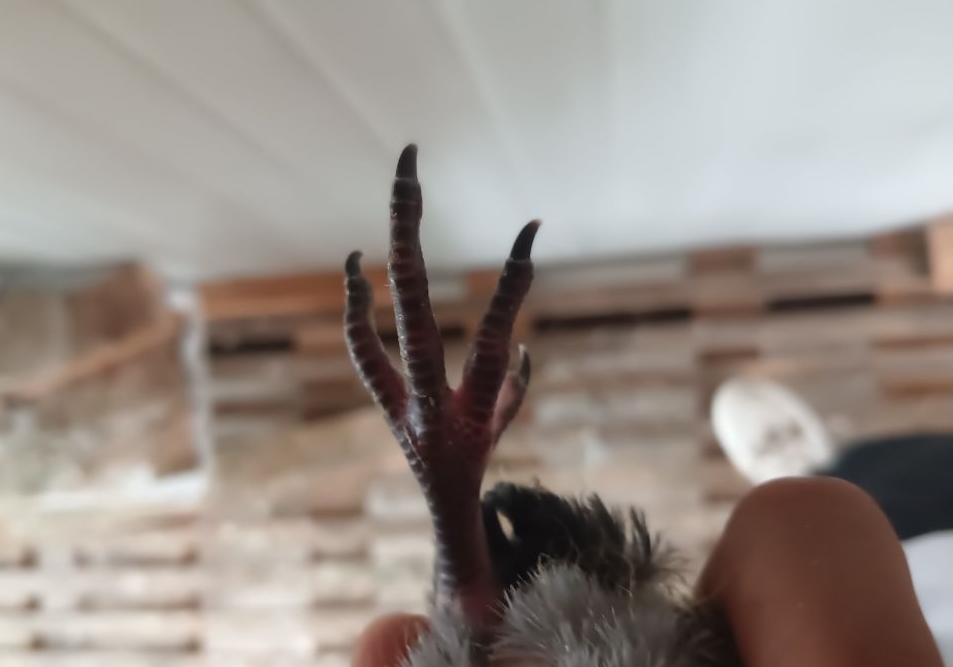 小鸽子关节肿大？
