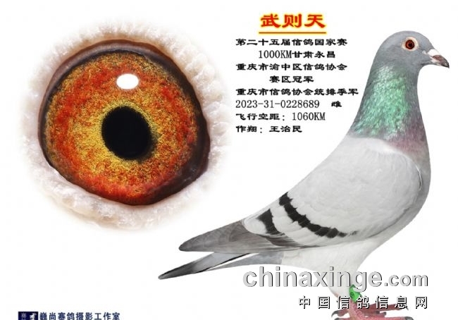 敢打敢拼真硬汉 欣赏九羽渝鸽风采
