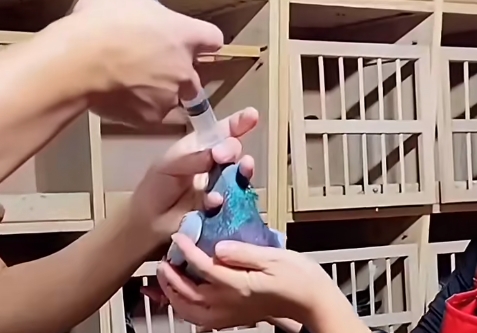 上笼前给鸽子注射清水有用吗 