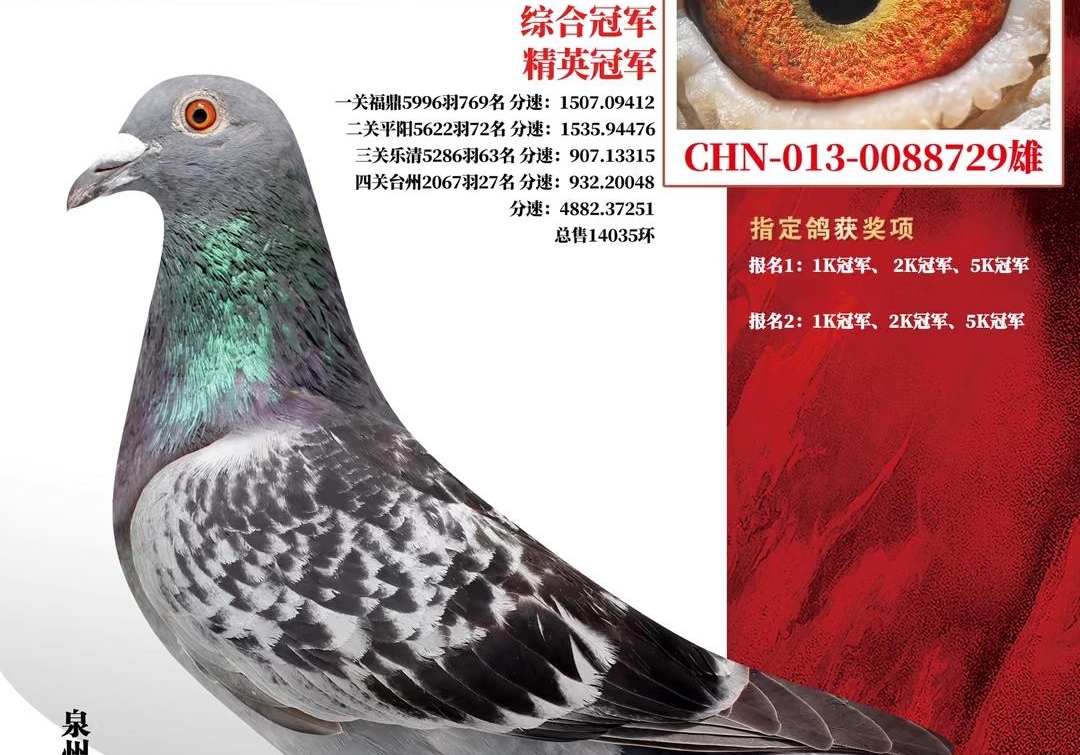 艰难赛事出悍将 荣耀杯鸽王欣赏