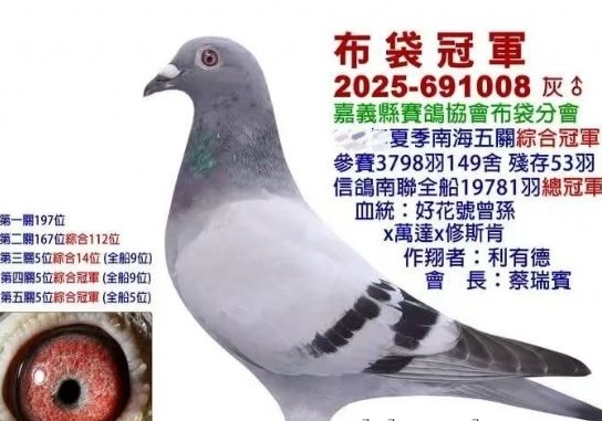 南海夏赛五关鸽王揭榜 好花号孙代夺魁
