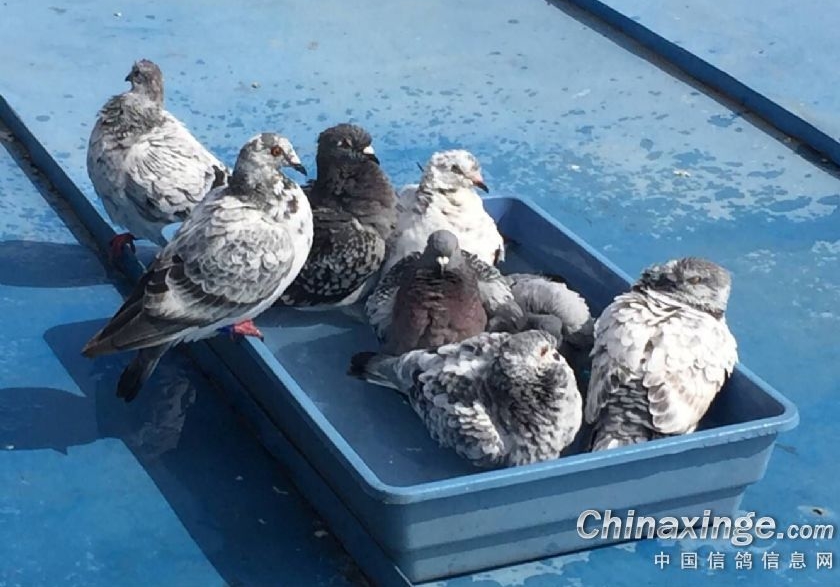 ʳ��ʳ���õĺ� �ļ�ι�뷳����