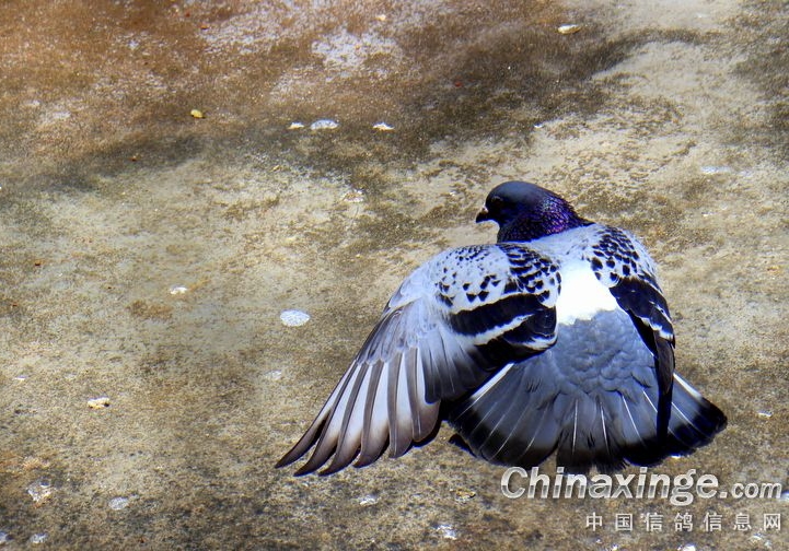 �ͳɱ������Ÿ���ͷ������