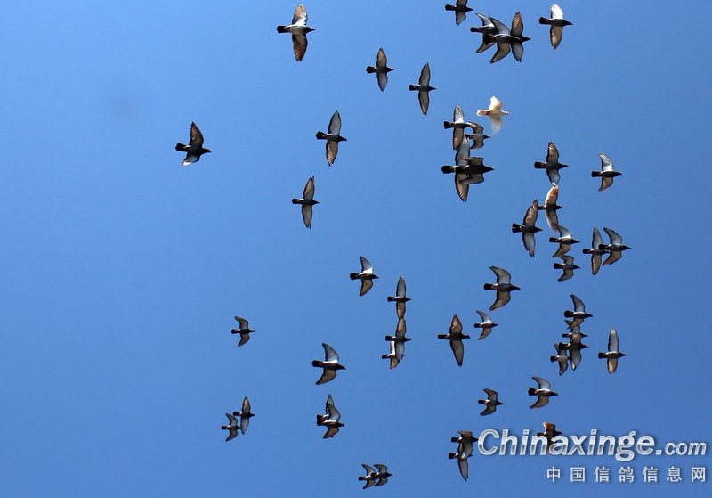 ��߷���һǧ�� ̨���Ϻ���ع鳲���߳�