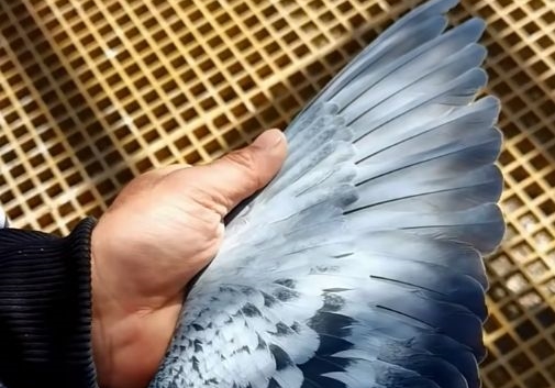 �����ڼ������� ��ë�������ɵ�