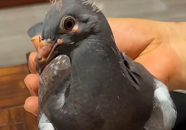 �붻�߷�����η�������������Ӧ��