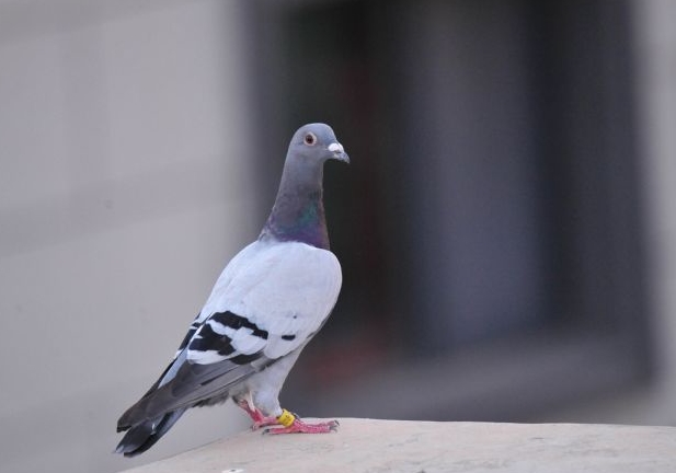 ���Ĵ�����˵��