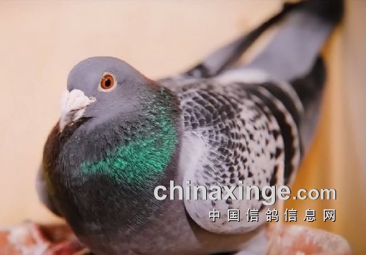 ���벻��������· ѧ���ͨ����Ӯ