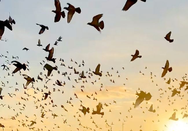 �ٹ��ﶪǧ�� �������ֲ������������ɹ�