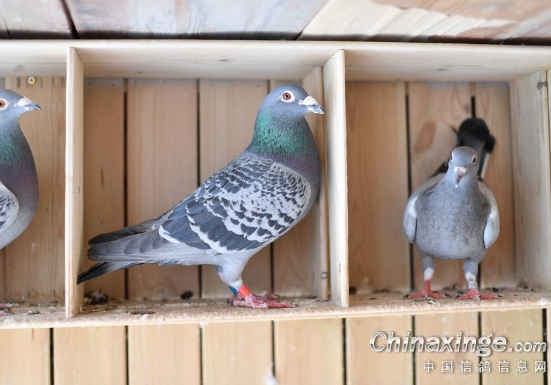 ̨����گ��̭ѡ�ָ롰�Ĵ��ɱ��