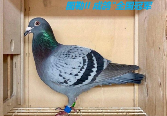 盖比开尔夺冠后 新闪电欧赛再夺冠
