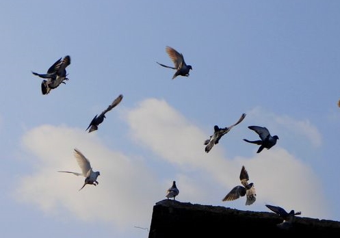 �ָ���ο��Ҷ�ʧ��