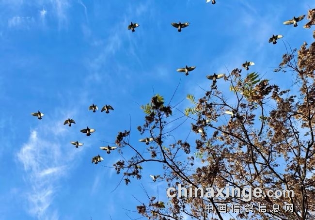 ѵ�Ŷ༡�ⷢ�ڣ���ι��������Ч