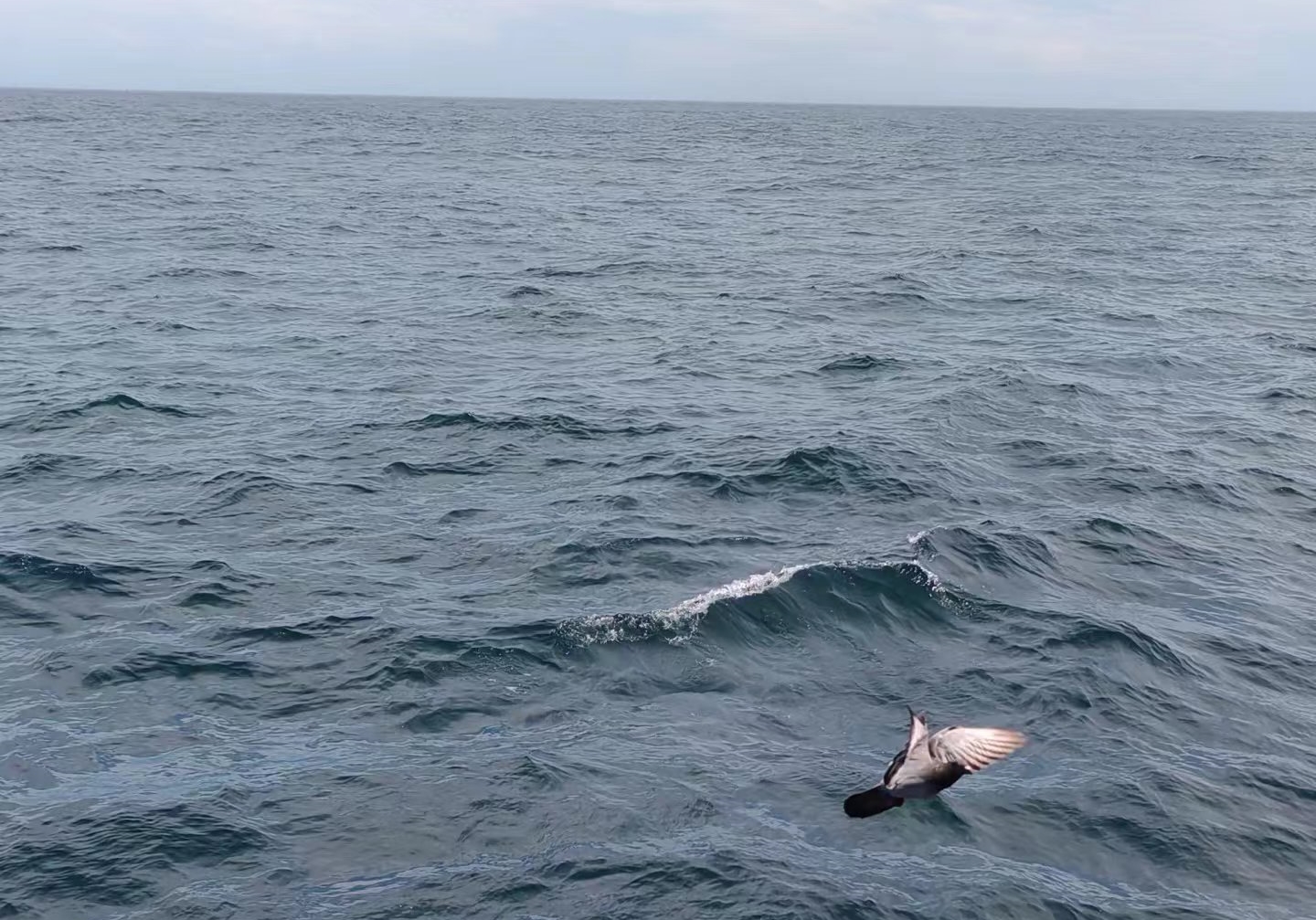 �鳲�ʵ���һ�� ̨�山�����ؼ��ѹ鳲