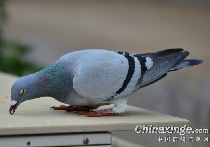 �ٹ���ɶ��������룿�Ĵ��׸�����ս����