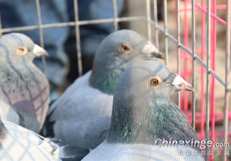 ���﷢����������߼޻�������