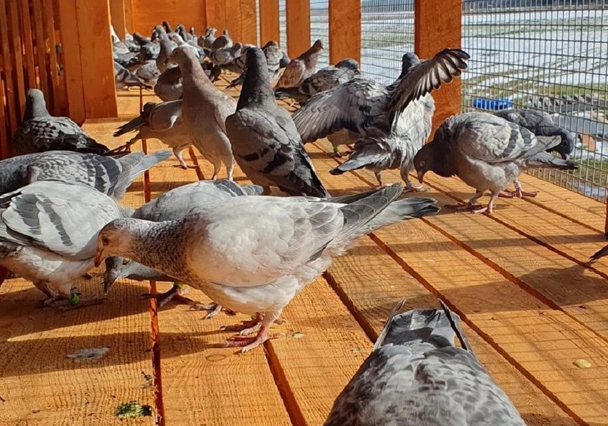 ��θ��������Ҫ �Ÿ볦θ����δ�����