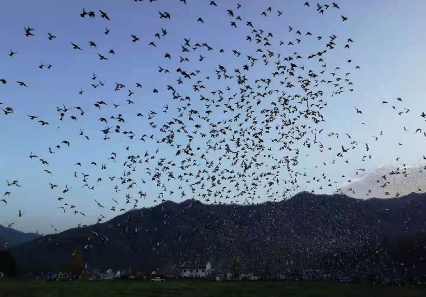 �̾���Ҳ�ѹ鳲 ����һ�����������ɹ�