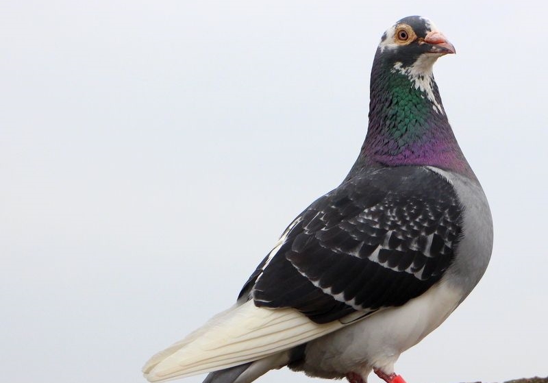 �ٽ����� ����ж�����״̬��