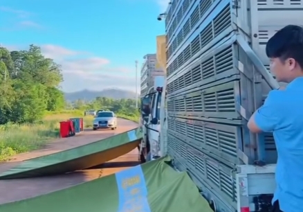 �鳲�ر��� ���ϳ�����һ�ع鳲������