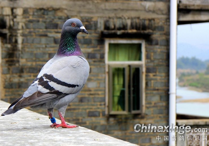 ����ɱ��ǰ��ǿ ���������ֲ��׹ظ��