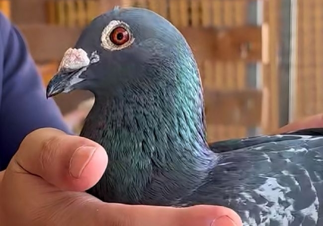 ƽϸ۲ ϲݸѵĹｻ뼼