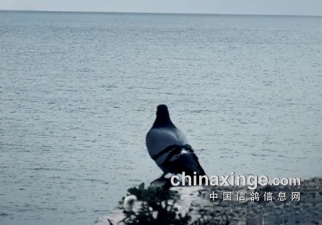 ��9��ɹ��鳲 �����Ĺ���ս�����